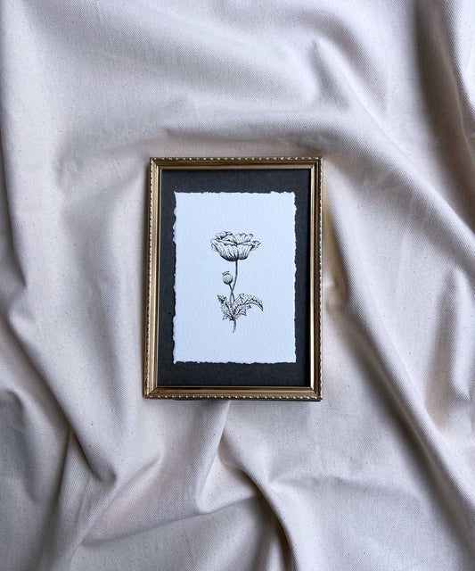 Poppy Study #21
