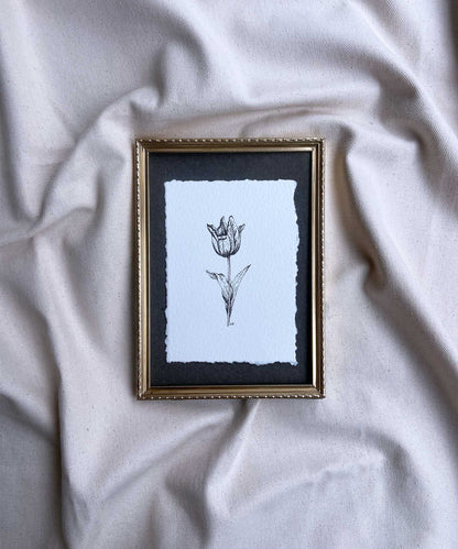 Tulip Study #22